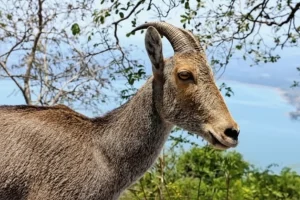 anamalai-tiger-reserve-coimbatore-tamil-nadu-2-attr-hero (4)