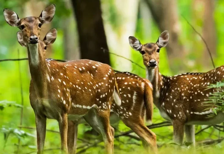 m_Pollachi_Anamalai_wildlife_sanctuary-2_l_667_1000